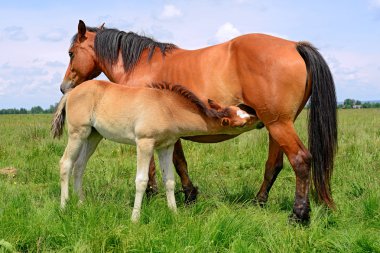 Yaz otlağında bir kısrakla tay