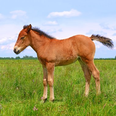 bir yaz kırsal manzara mera üzerinde bir tayı