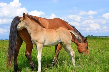bir yaz kırsal manzara mera üzerinde bir tayı