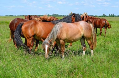 Kırsal alanda yaz otlaklarında atlar. 