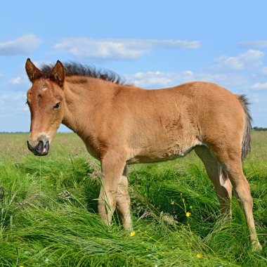 bir yaz kırsal manzara mera üzerinde bir tayı