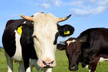 bir inek bir mera karşı başkanı