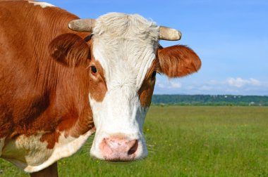 bir inek bir mera karşı başkanı