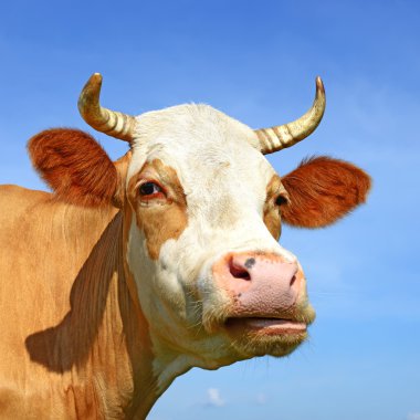 gökyüzü bir inek başkanı