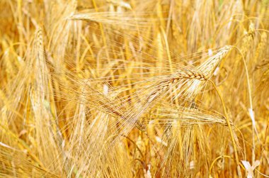 Kırsal manzara alanında tahıl