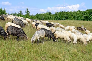 Bir yaz manzara dağda koyun.