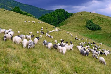 Bir yaz manzara dağda koyun.