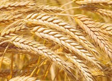 Kırsal manzara alanında tahıl