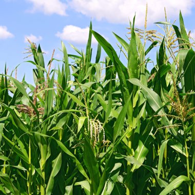 Kırsal manzara içinde genç Mısır 