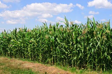 Kırsal manzara içinde genç Mısır 