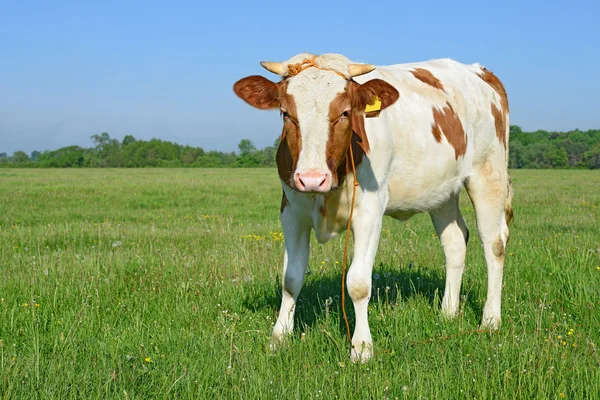 農村景観における牧草地の夏に子牛 — ストック写真