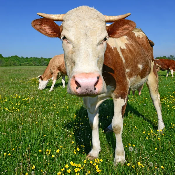 Koeien op een zomerweide — Stockfoto