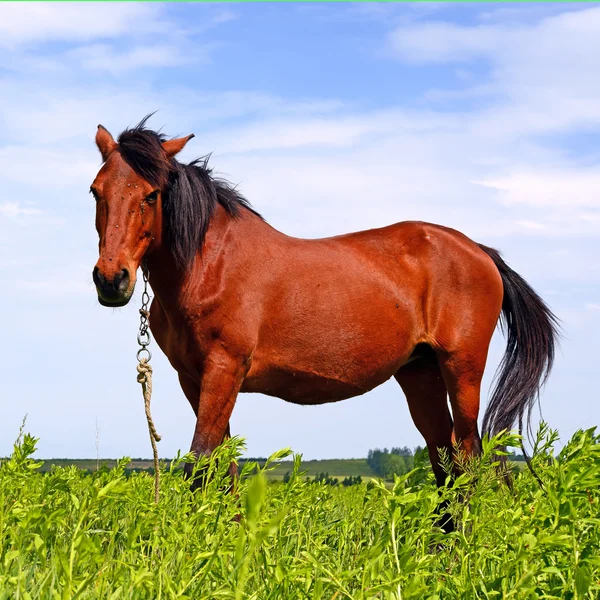 Paarden op een zomerweide in een landelijk landschap. — Stockfoto