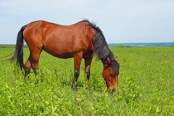 Caballo en un pasto de verano en un paisaje rural. —  Fotos de Stock