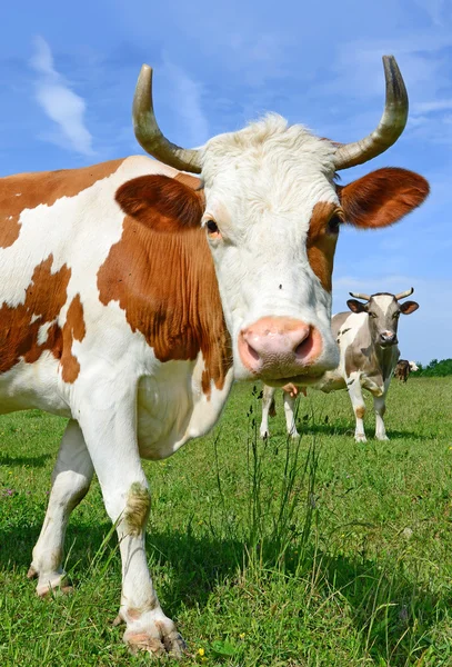 Vaches sur un pâturage d'été dans un paysage rural d'été . — Photo