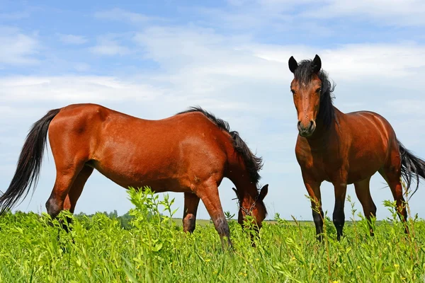 Horses on a summer pasture in a rural landscape. — Stock Photo, Image