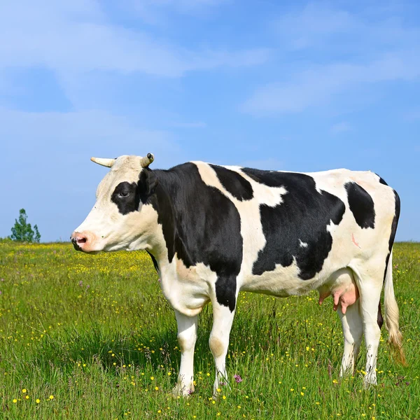 Una vaca en un pasto de verano en un paisaje rural de verano —  Fotos de Stock