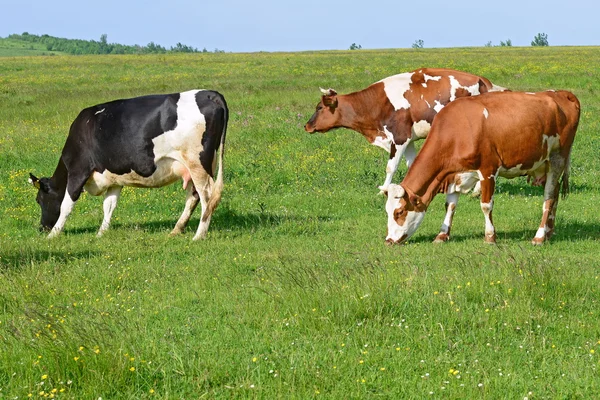 Las vacas en un pasto de verano en un paisaje rural de verano . — Foto de Stock