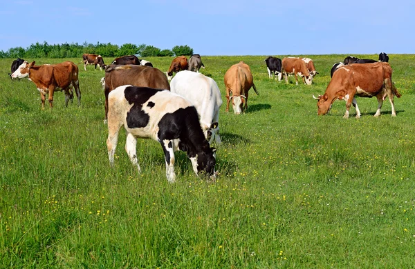 Køer på sommergræs i et sommerlandskab på landet . - Stock-foto