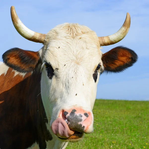A cow on a summer pasture in a summer rural landscape — Stock Photo, Image