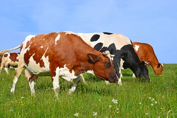 Las vacas en un pasto de verano en un paisaje rural de verano . —  Fotos de Stock