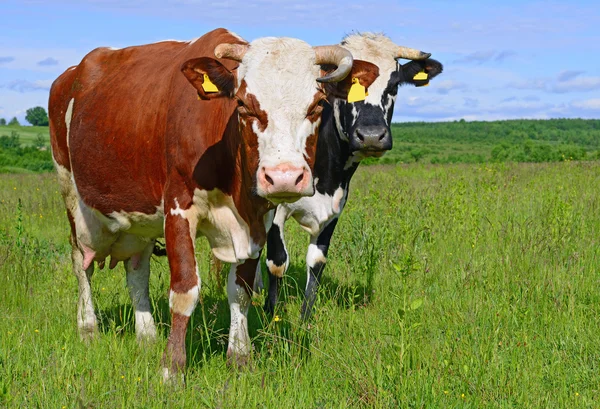 Las vacas en un pasto de verano en un paisaje rural de verano . —  Fotos de Stock