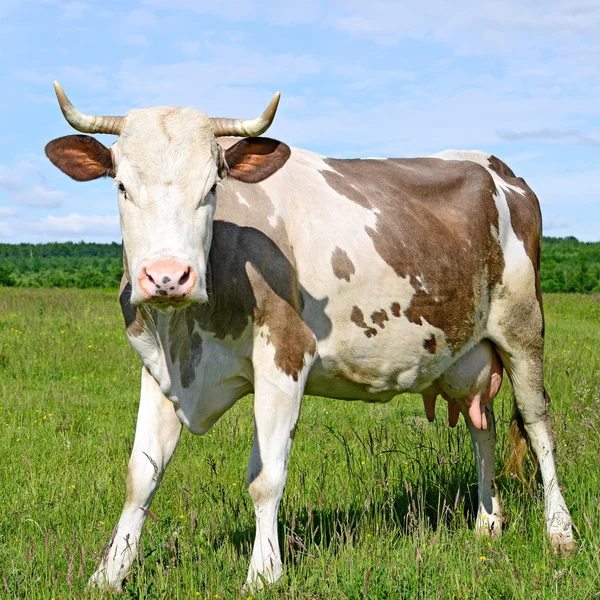 Μια αγελάδα σε ένα καλοκαίρι βοσκοτόπων σε ένα αγροτικό τοπίο του καλοκαιριού — Φωτογραφία Αρχείου