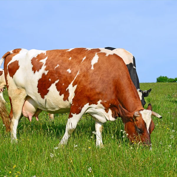 Корови на літньому пасовищі в літньому сільському пейзажі . — стокове фото