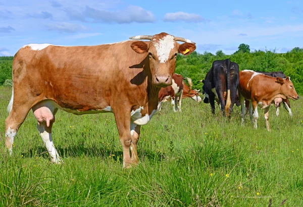 Vacas em um pasto de verão em uma paisagem rural de verão . — Fotografia de Stock