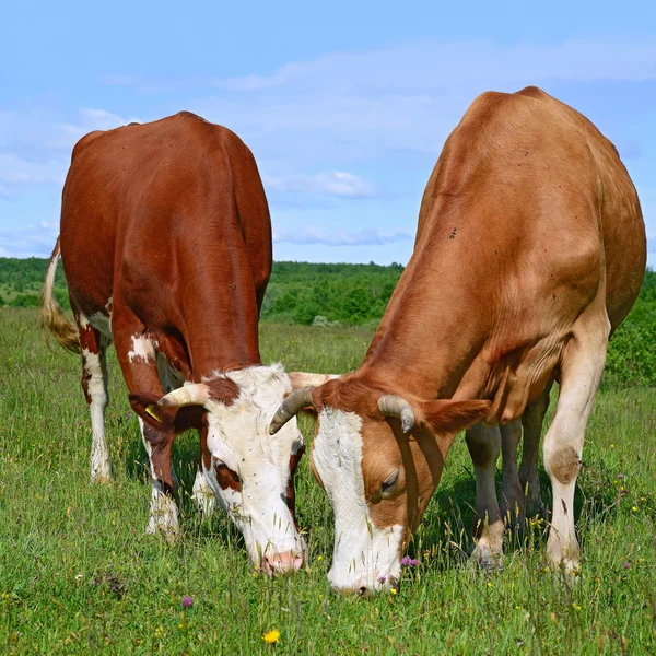 วัวบนทุ่งหญ้าฤดูร้อนในภูมิทัศน์ชนบทฤดูร้อน . — ภาพถ่ายสต็อก