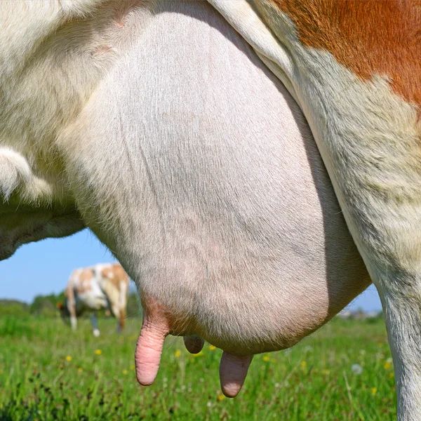 Una mammella di una giovane mucca da vicino . — Foto Stock