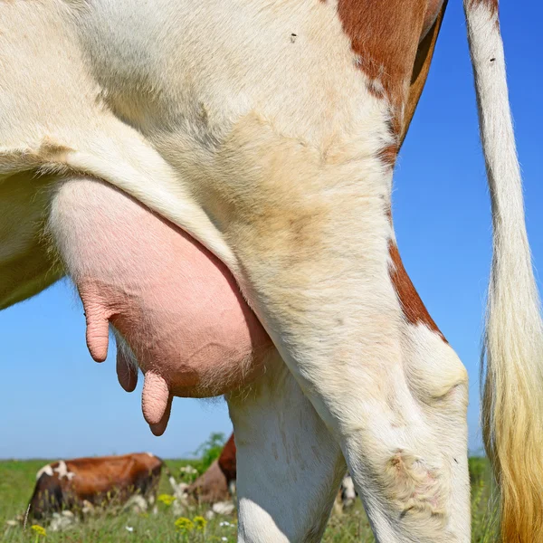 Um úbere de uma vaca jovem de perto . — Fotografia de Stock