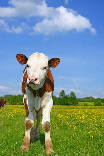 Kalven på en sommar betesmark i landsbygdens landskap. — Stockfoto