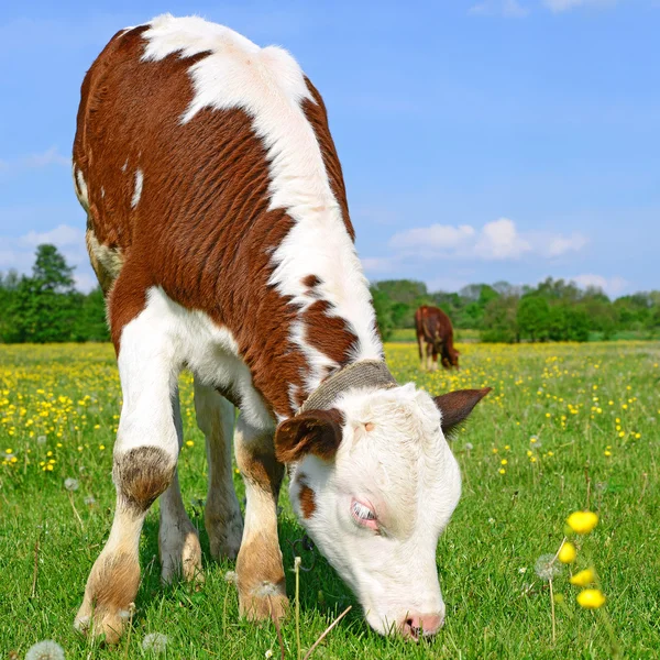 The calf on a summer pasture in a rural landscape. — Stock Photo, Image