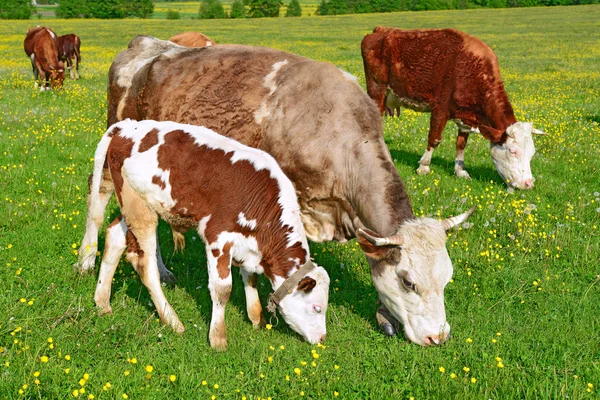 El ternero en un pasto de verano en un paisaje rural . — Foto de Stock