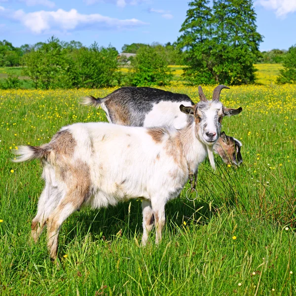 Bir keçi bir yaz yaz kırsal manzara mera üzerinde — Stok fotoğraf