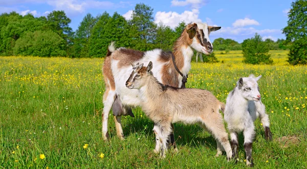 Коза с детьми на летних пастбищах — стоковое фото
