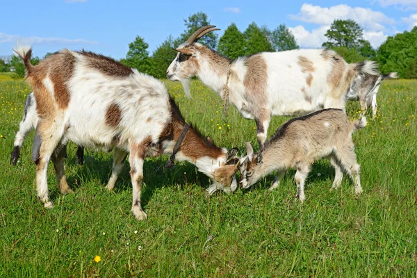 Une chèvre sur un pâturage d'été dans un paysage rural d'été — Photo