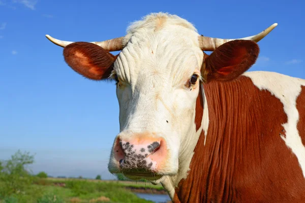 Cabeza de vaca contra el pasto — Foto de Stock