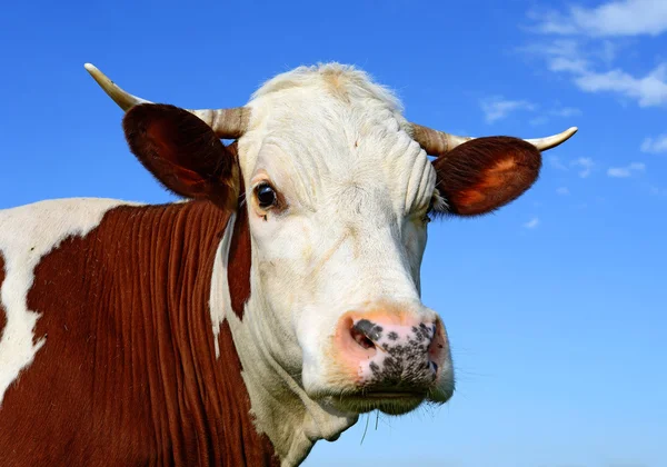 Head of a cow against the sky — Stock Photo, Image