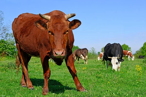 Vacas em um pasto de verão — Fotografia de Stock