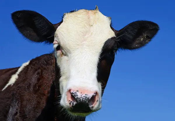 El ternero en un pasto de verano — Foto de Stock