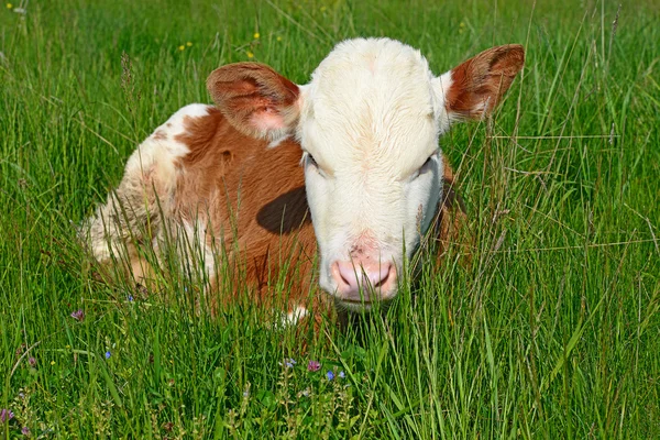 The calf on a summer pasture — Stock Photo, Image