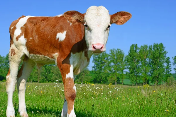 A nyári legelőn borjú — Stock Fotó