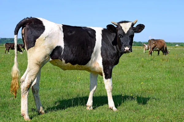 Het kalf op een zomer weiland — Stockfoto