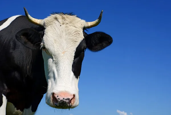 Cabeza de vaca contra el cielo —  Fotos de Stock