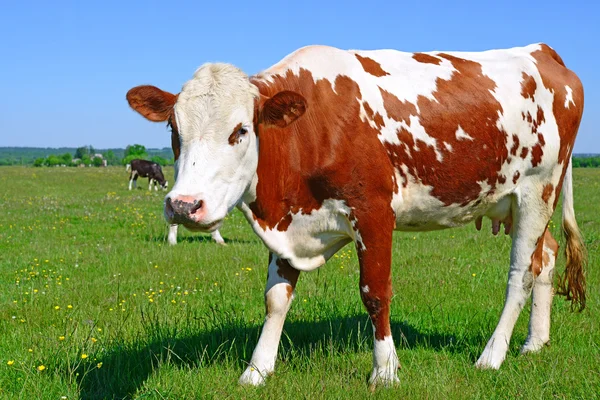 Vaca en un pasto de verano — Foto de Stock