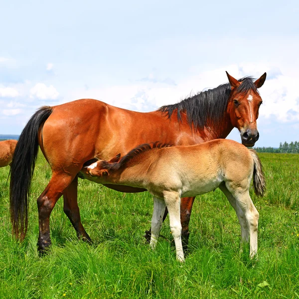 Föl med en märr på en fäbod — Stockfoto