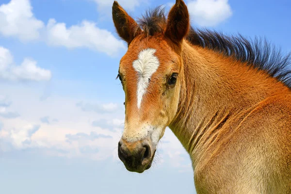 Foal σε ένα λιβάδι το καλοκαίρι σε ένα αγροτικό τοπίο — Φωτογραφία Αρχείου