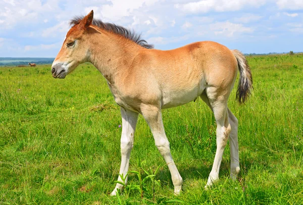 bir yaz kırsal manzara mera üzerinde bir tayı